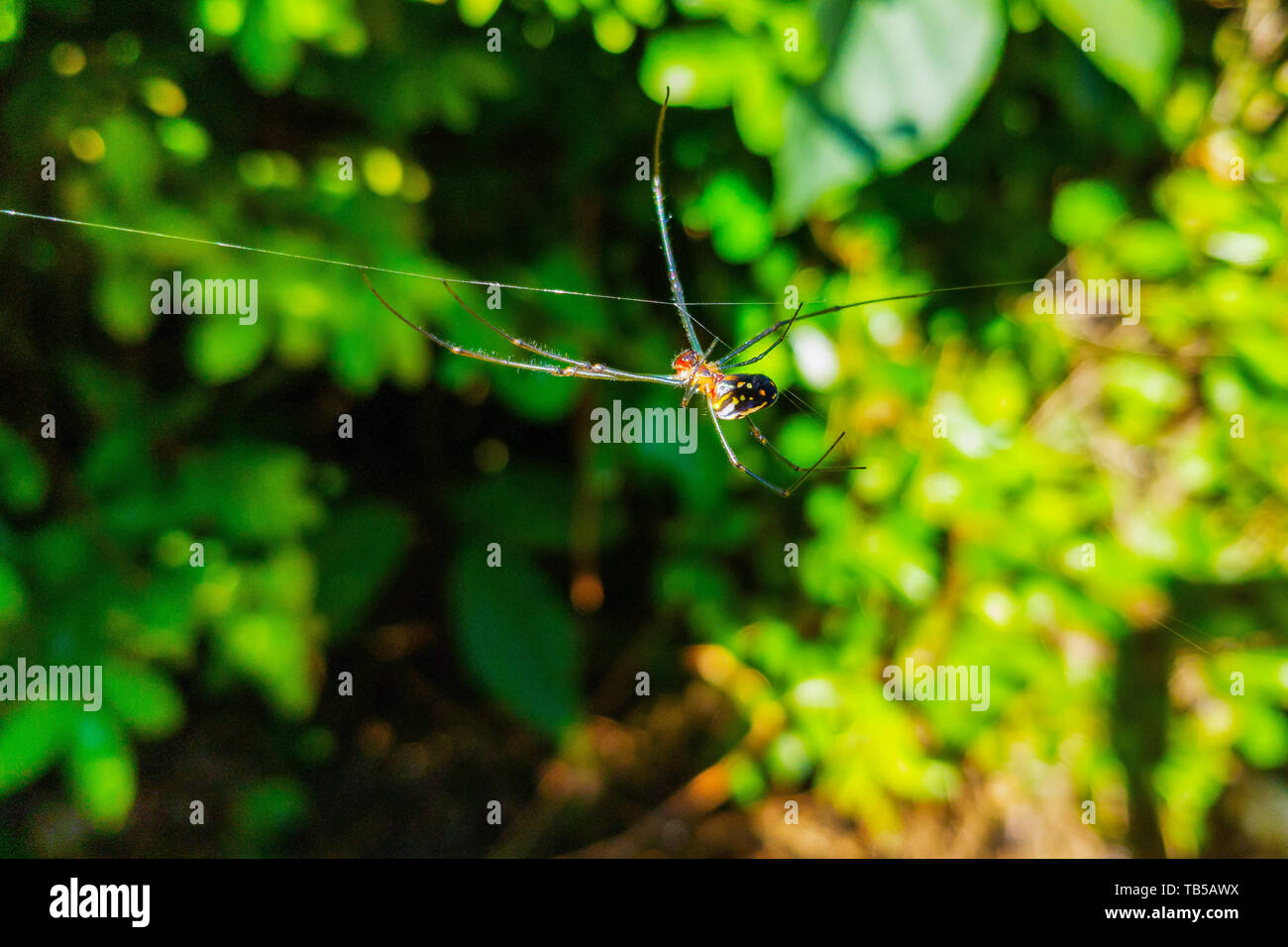 Spinne im Spinnennetz mit Vegetation Hintergrund Stockfoto