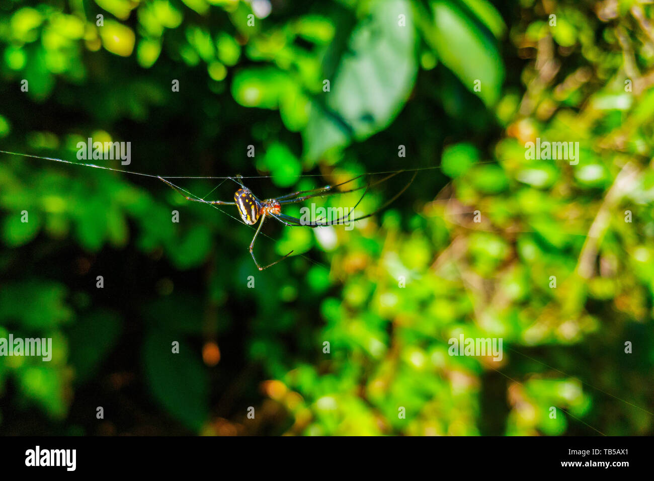 Spinne im Spinnennetz mit Vegetation Hintergrund Stockfoto
