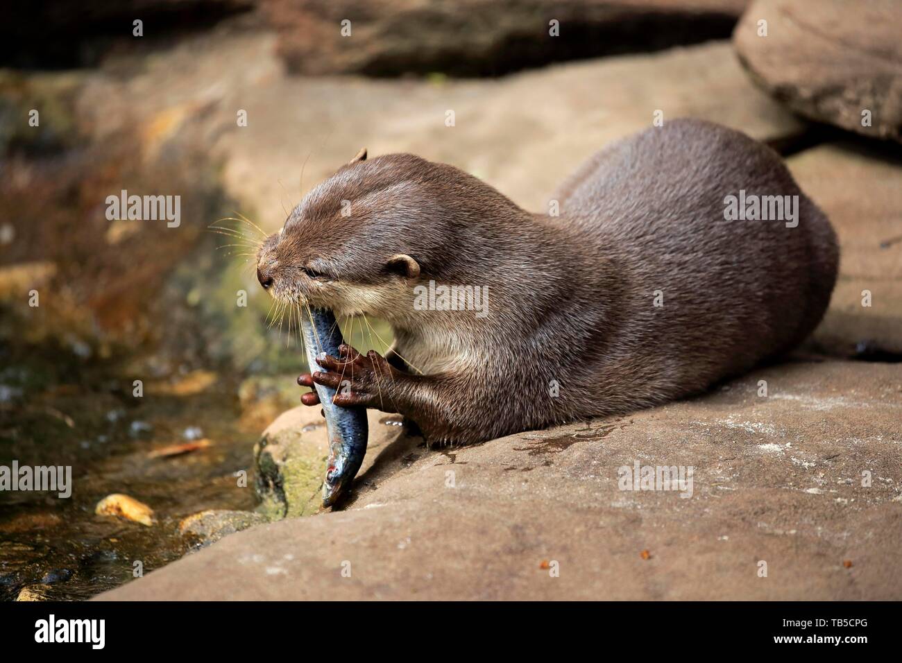Oriental small-kratzte Otter (Amblonyx cinerea), Erwachsener, liegt auf Rock und isst Fisch, Captive, Adelaide, South Australia, Australien Stockfoto