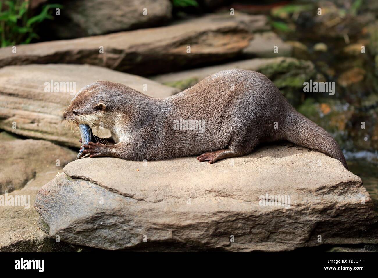 Oriental small-kratzte Otter (Amblonyx cinerea), Erwachsener, liegt auf Rock und isst Fisch, Captive, Adelaide, South Australia, Australien Stockfoto