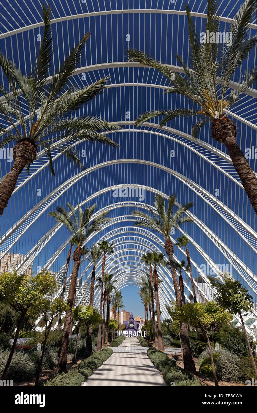 L'Umbracle, schattigen Korridor mit Palmen, CAC, Ciutat des Arts ich les Ciencies, Architekt Santiago Calatrava, Valencia, Spanien Stockfoto