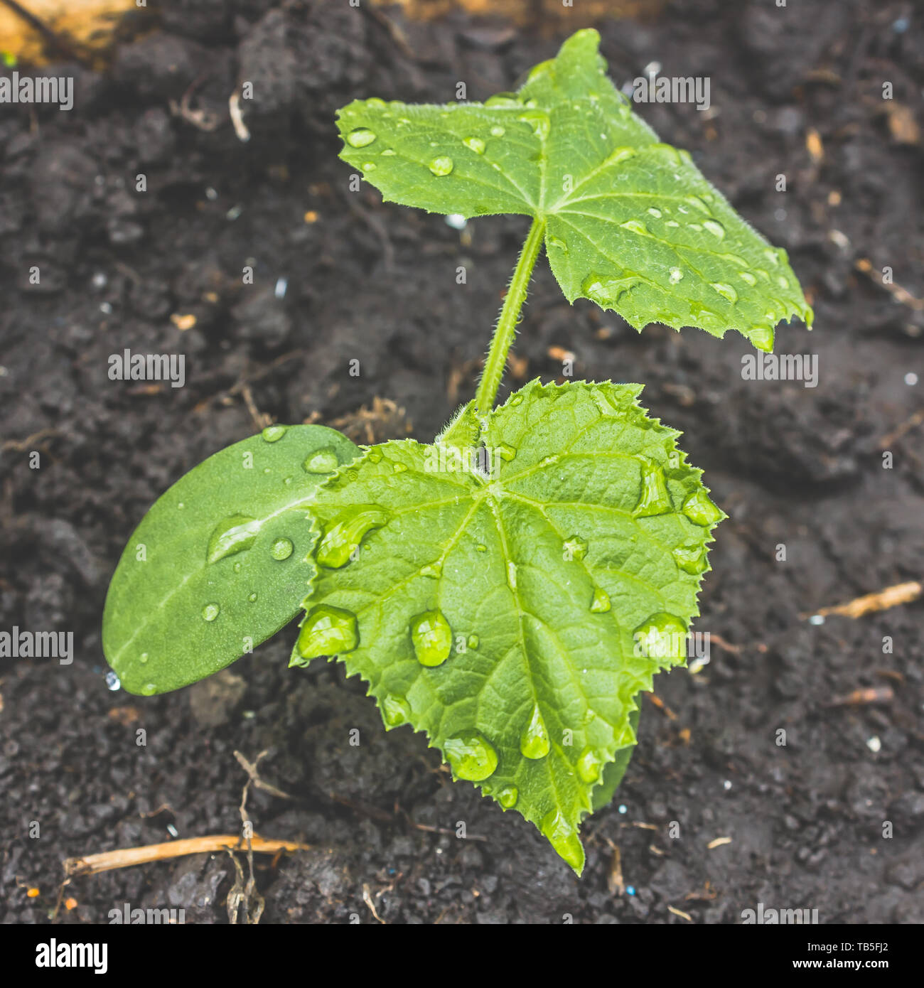 Junge Gurke oder Kürbis Pflanzen wachsen aus dem Boden, auf grüne Blätter von Tau. Wachsende Pflanzen im Garten, Gartenbau Stockfoto
