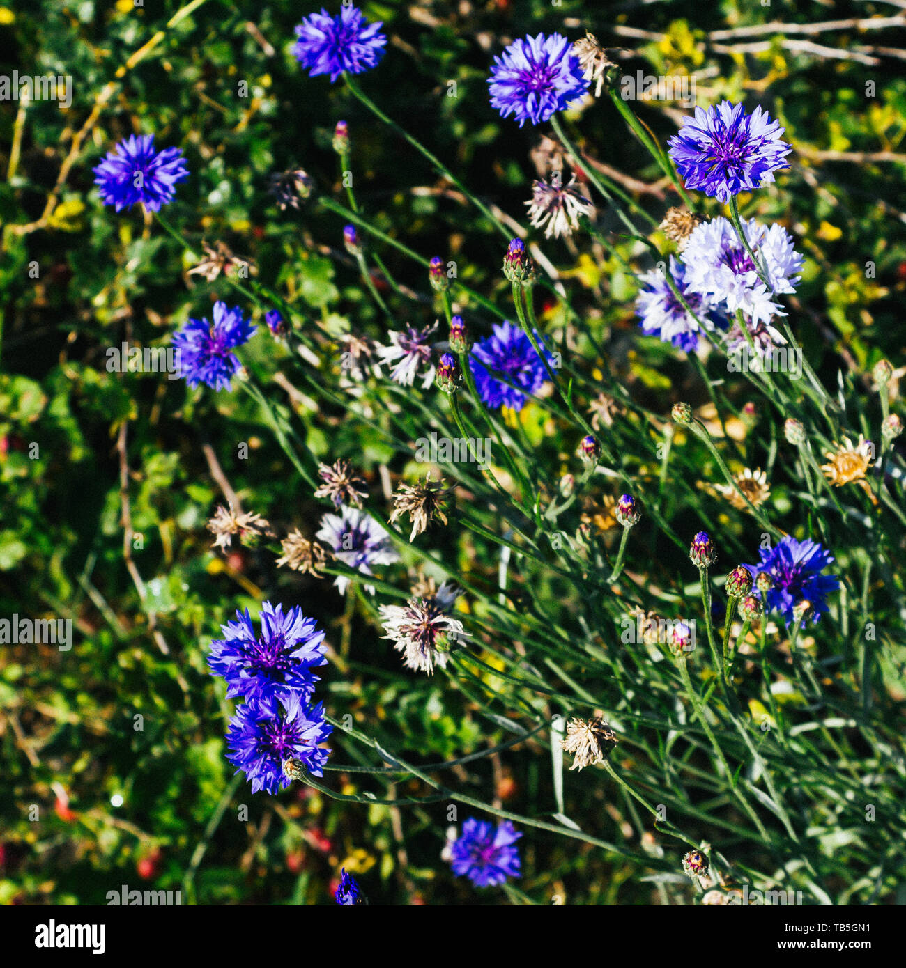Blaue kornblumenknospen Fotos und Bildmaterial in hoher Auflösung Alamy
