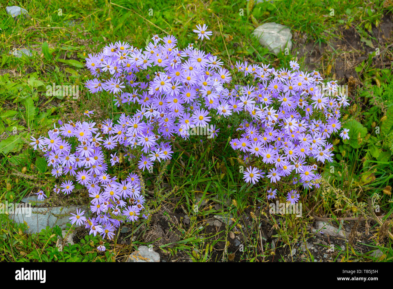 Wunderschöne pflanze Astern Jungfrau, Manor Farm Stockfoto