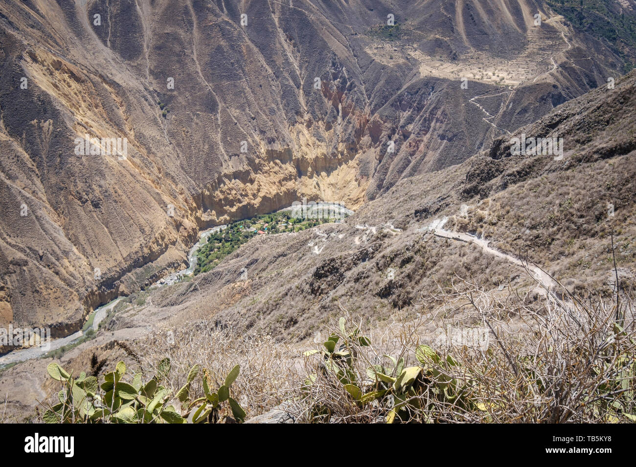 Oasis oder Park Sangalle im Colca Canyon, Cabanaconde Bezirk, Peru Stockfoto