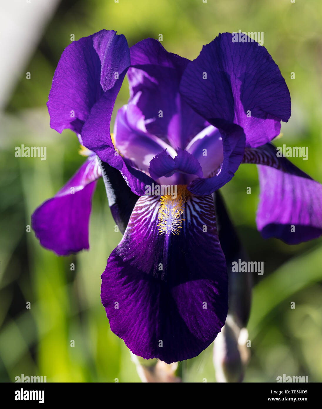 "Joanna" Tall Bearded Iris, Skäggiris (Iris germanica) Stockfoto