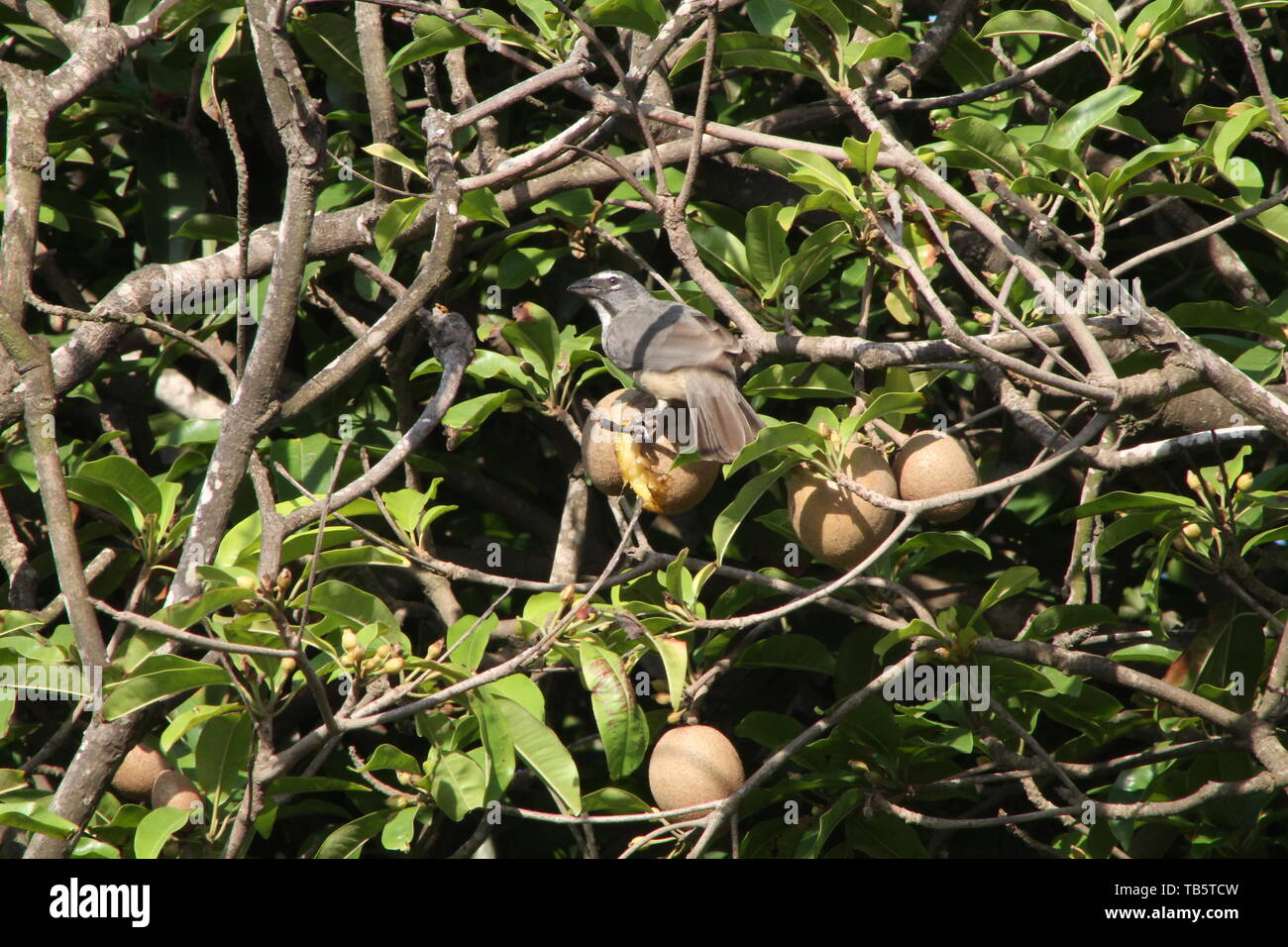 Mispel Baum stellt Nahrung für die Vögel/El árbol de níspero alimento ofrece a las Aves urbanas. Stockfoto