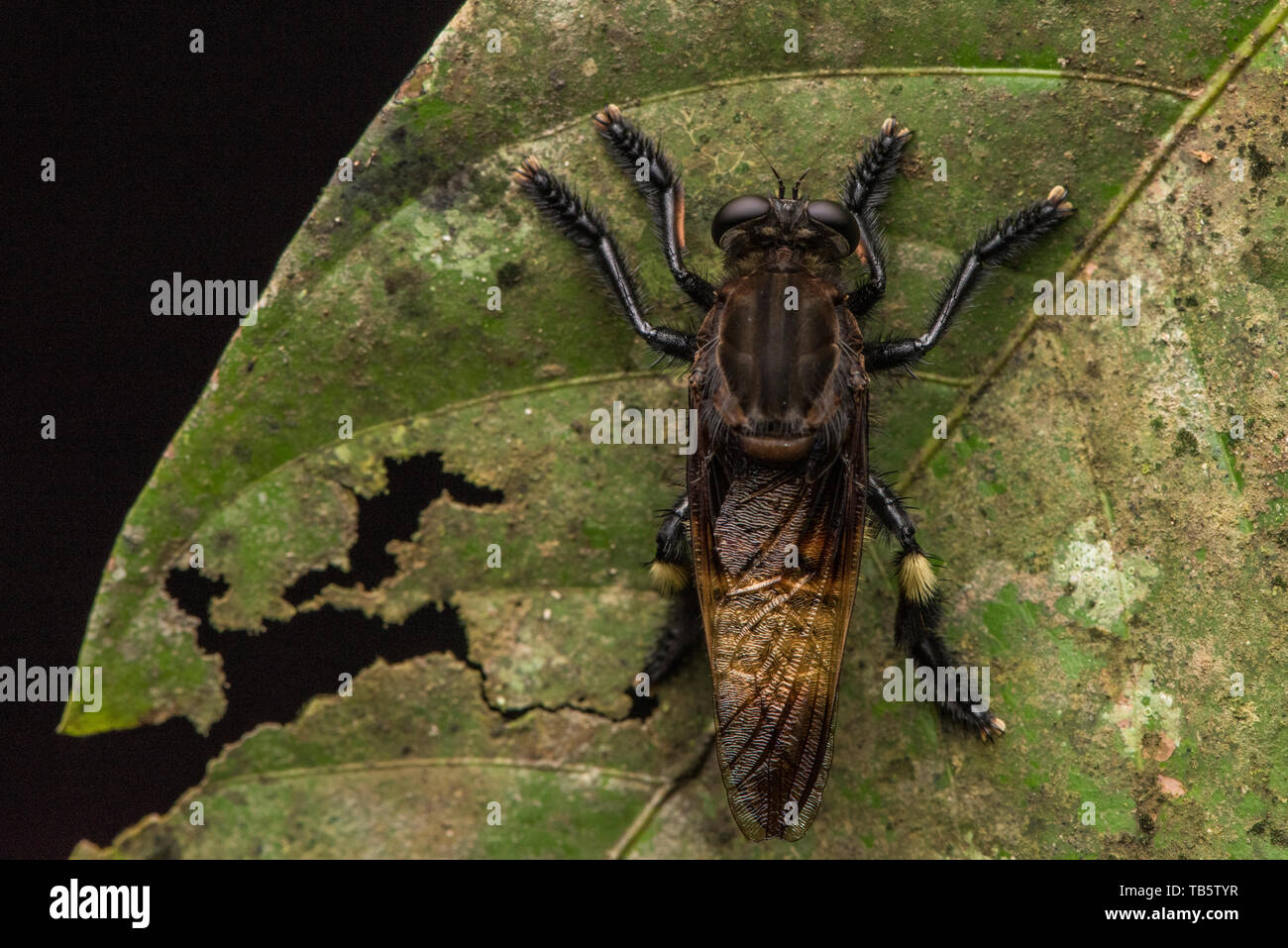 Eine sehr große robberfly vom ecuadorianischen Urwald des Amazonas. Stockfoto