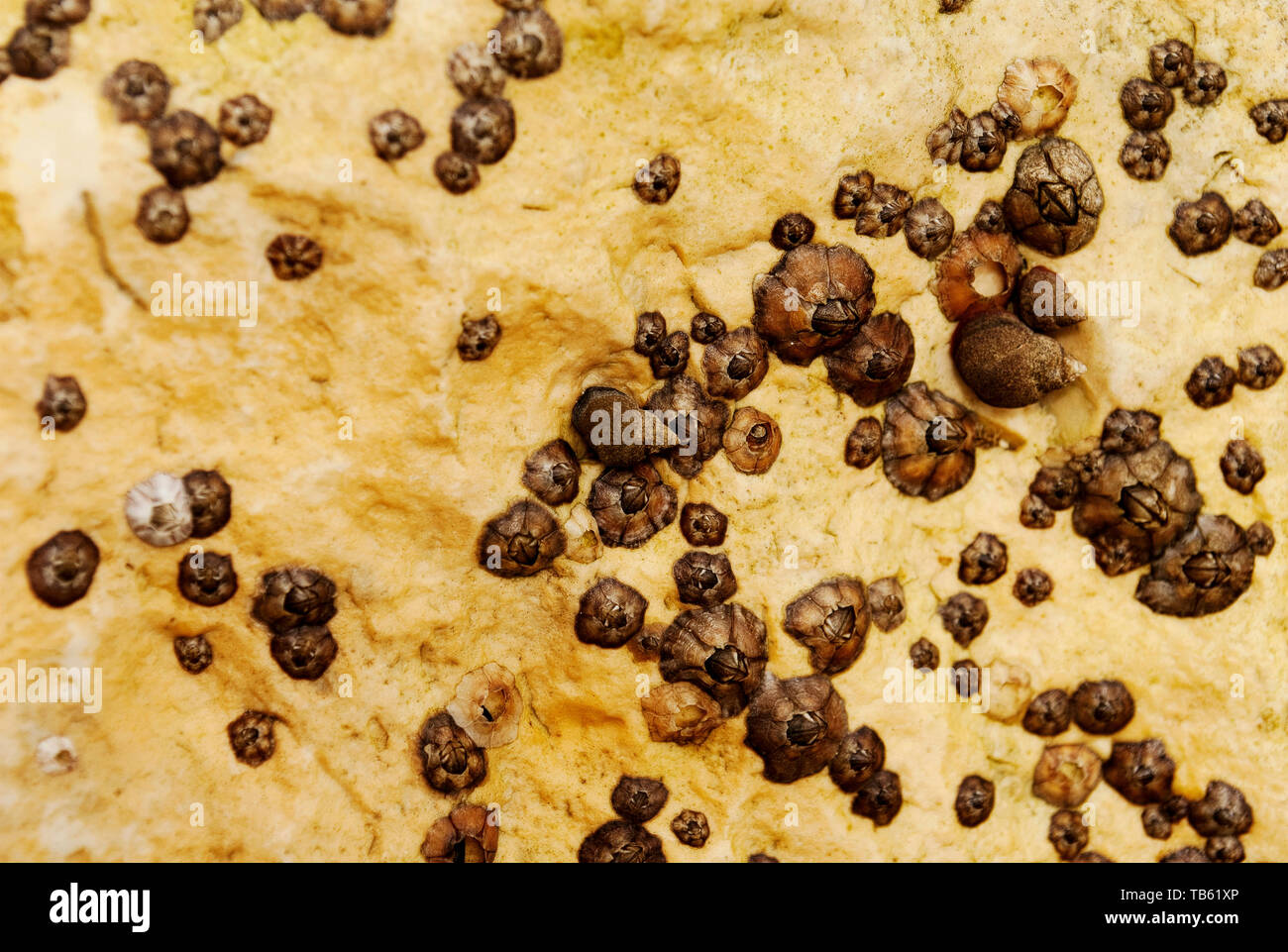 Barnacle Gruppe am Strand Stockfoto