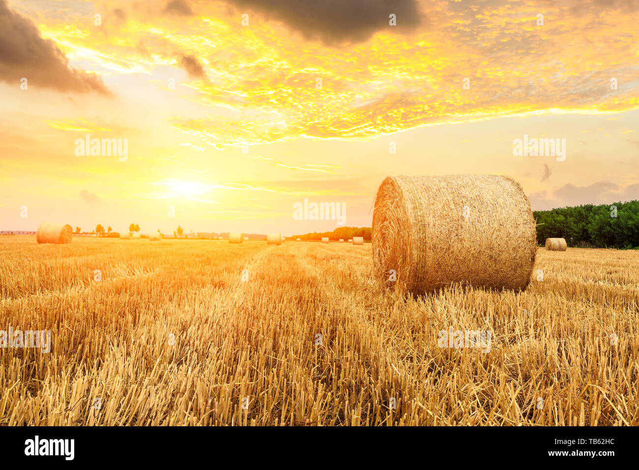 Runde Strohballen auf landwirtschaftlich genutzten Flächen. Stockfoto