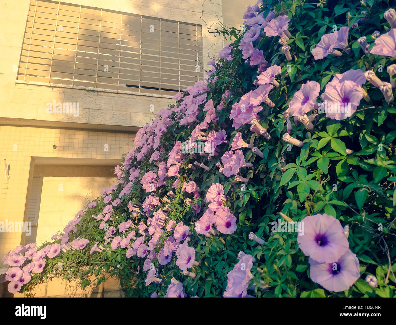 Morning Glory Weinpflanze. Lila blühenden Ipomoea cairica dekorative Wand. Abendlicht in Israel im Sommer Garten Stockfoto