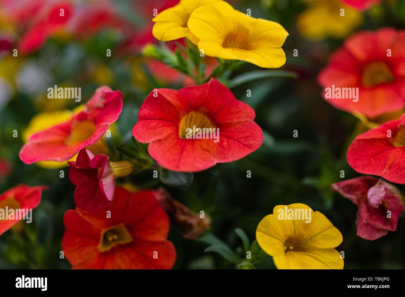 Eine Nahaufnahme von einem hängenden Korb von Millionen Glocken Blumen Stockfoto