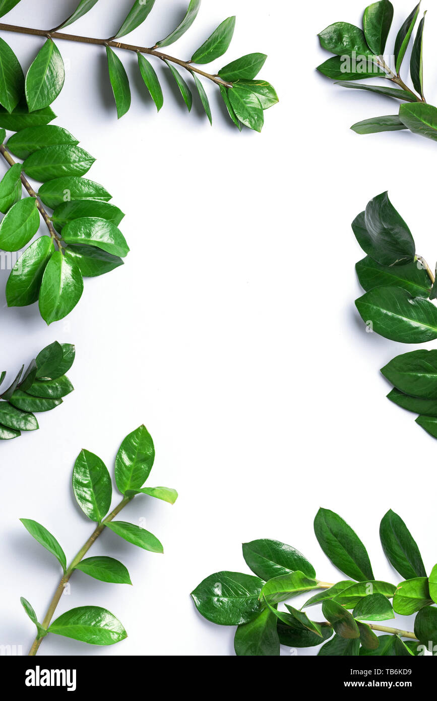 Grüne Blätter von Zamioculcas zamiifolia auf weißem Hintergrund. Ansicht von oben. Kopieren Sie Platz. Textur von grünen Blättern. Stockfoto