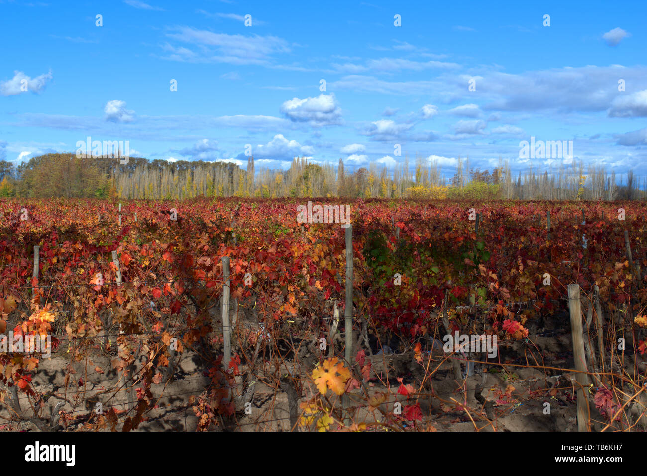Gelb und Orange Weinberge zu Beginn des Herbstes in Mendoza, Argentinien. Stockfoto