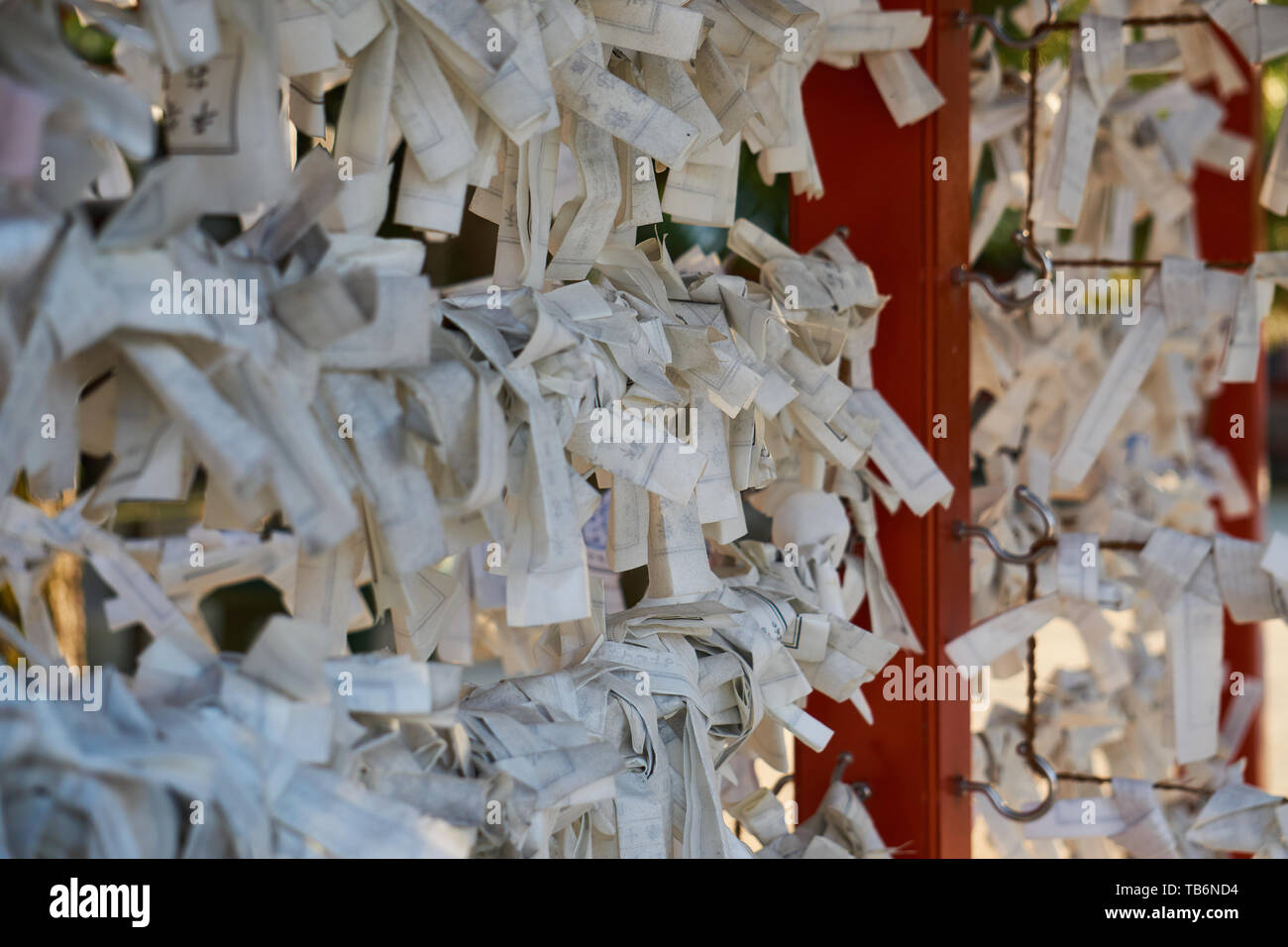 Omikuji (Vermögen auf Papiere bei den japanischen Schreinen verkauft geschrieben) werden auf einer speziellen omikujigake unter einer Kiefer in Heian Jingu Schrein in Kyoto, Japan gebunden. Stockfoto