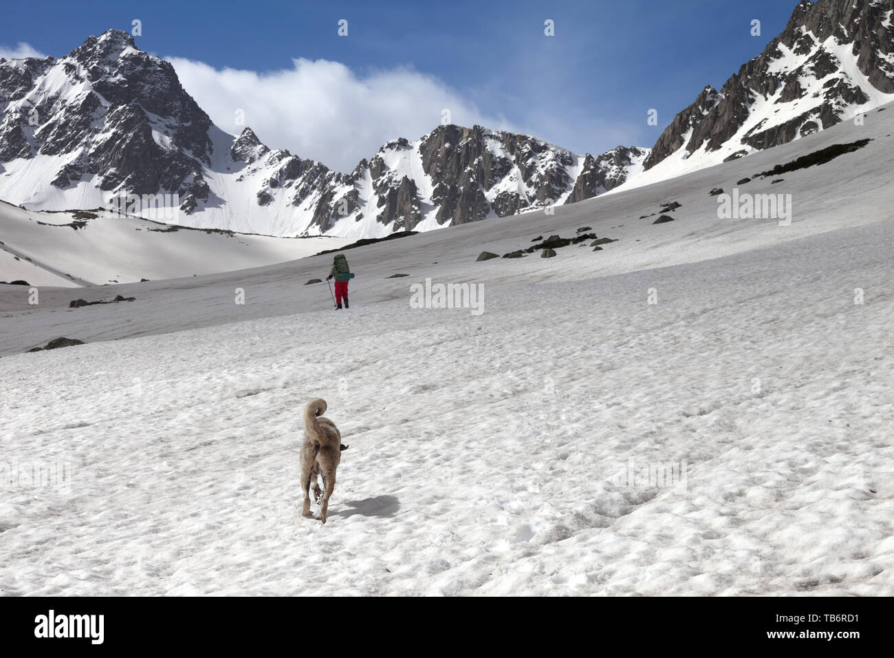 Hund und Trekker auf verschneiten Plateau in den hohen Bergen im sonnigen Tag. Türkei, Kachkar Berge, höchsten Teil des Pontischen Gebirge. Stockfoto