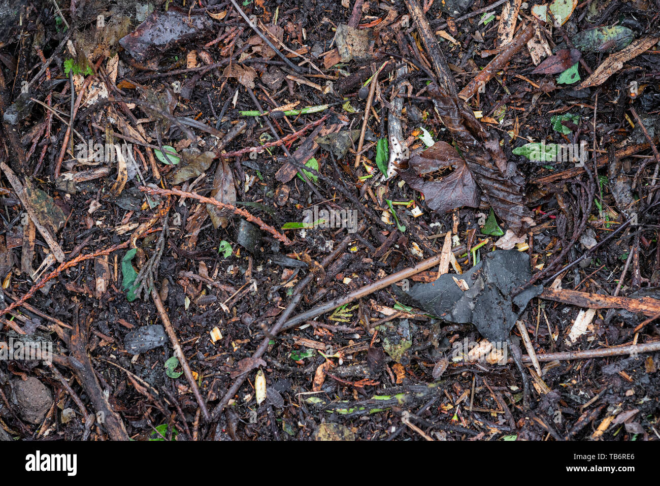 Teilweise zerlegt, grünen Garten Abfall, entfernt von der Komposttonne. Stockfoto