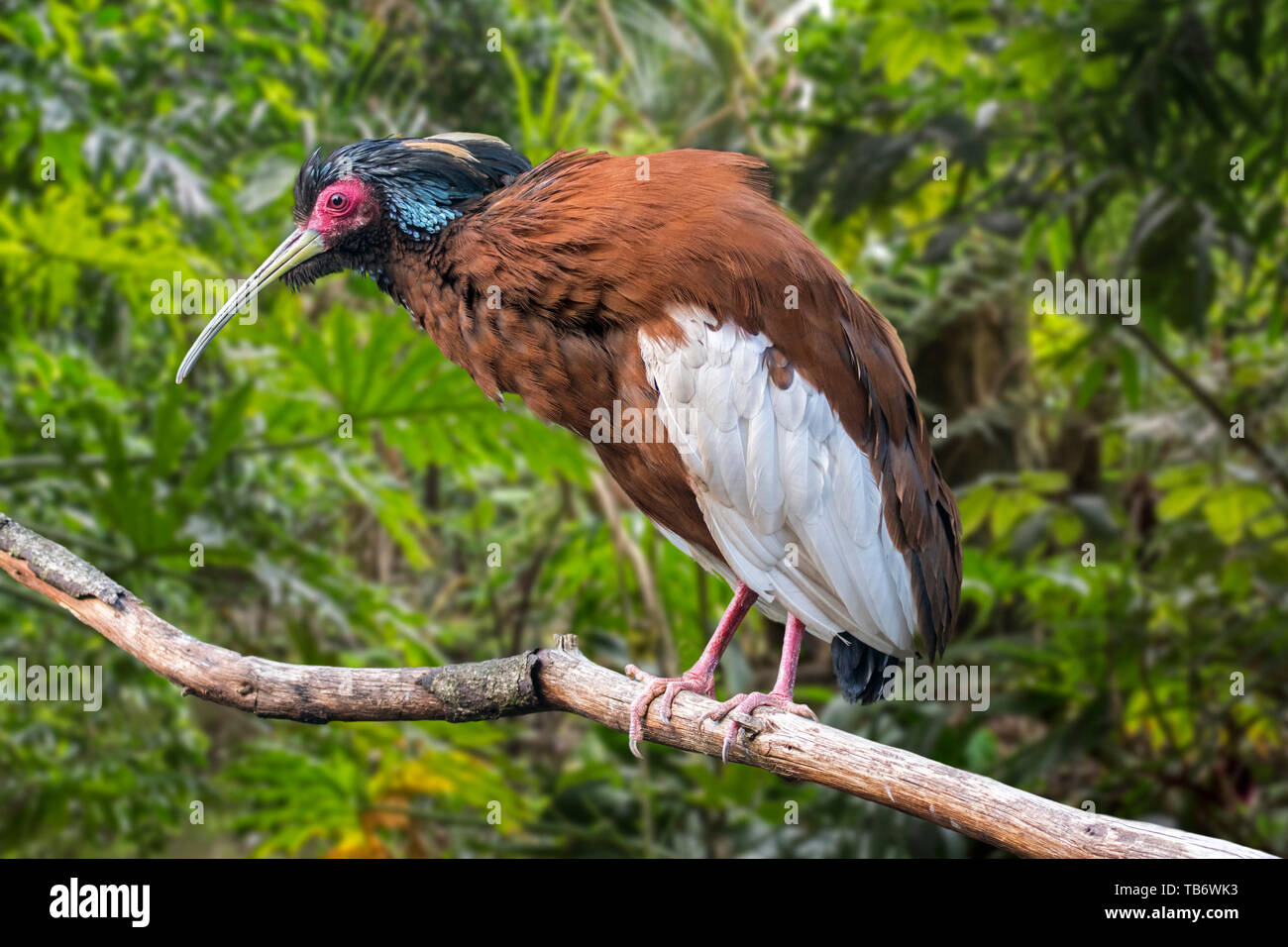 Madagassischen ibis/Madagaskar crested Ibis/White-winged Ibis/crested Holz ibis (Lophotibis cristata) im Baum gehockt, beheimatet in Madagaskar, Afrika Stockfoto