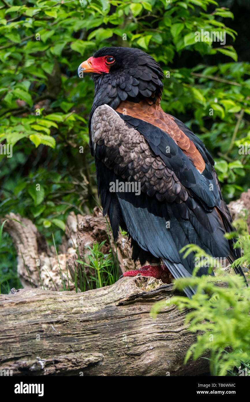 Sie (Terathopius ecaudatus) im Baum gehockt, endemisch in Afrika Stockfoto
