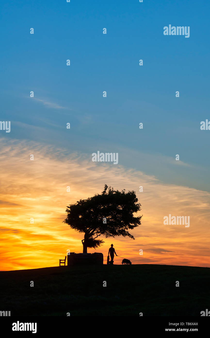 Mann ein Hund bis zu der Gedenkstätte Baum. Einzelne Buche über Cleeve Hill gemeinsame bei Sonnenuntergang. Der höchste Baum in den Cotswolds. UK. Silhouette Stockfoto