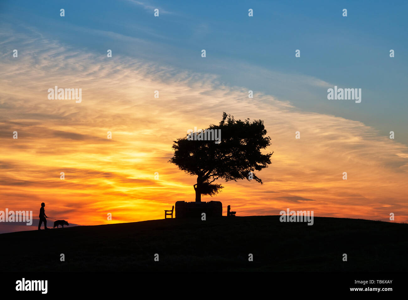 Mann ein Hund bis zu der Gedenkstätte Baum. Einzelne Buche über Cleeve Hill gemeinsame bei Sonnenuntergang. Der höchste Baum in den Cotswolds. UK. Silhouette Stockfoto