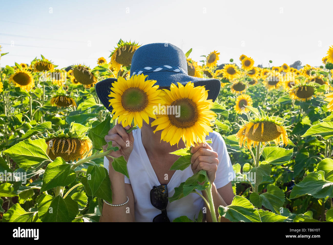 Frau spielen mit zwei Pflanzen von Sonnenblumen Stockfoto