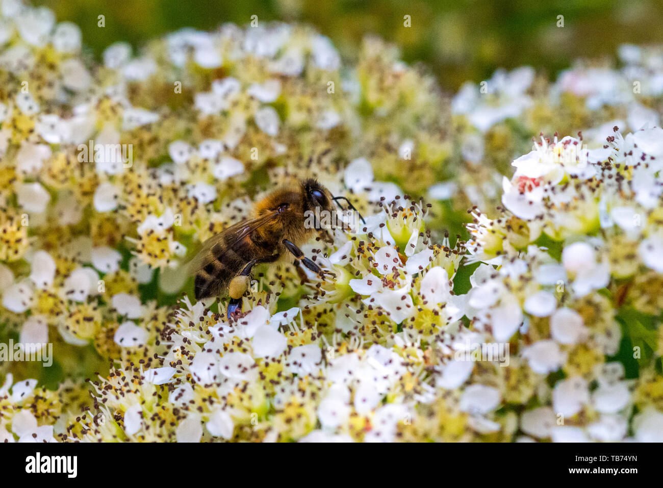 Honey Bee nestle in einem Cluster von Blumen auf einem Mountain Ash (Rowan) Baum im Frühling, Großbritannien Stockfoto