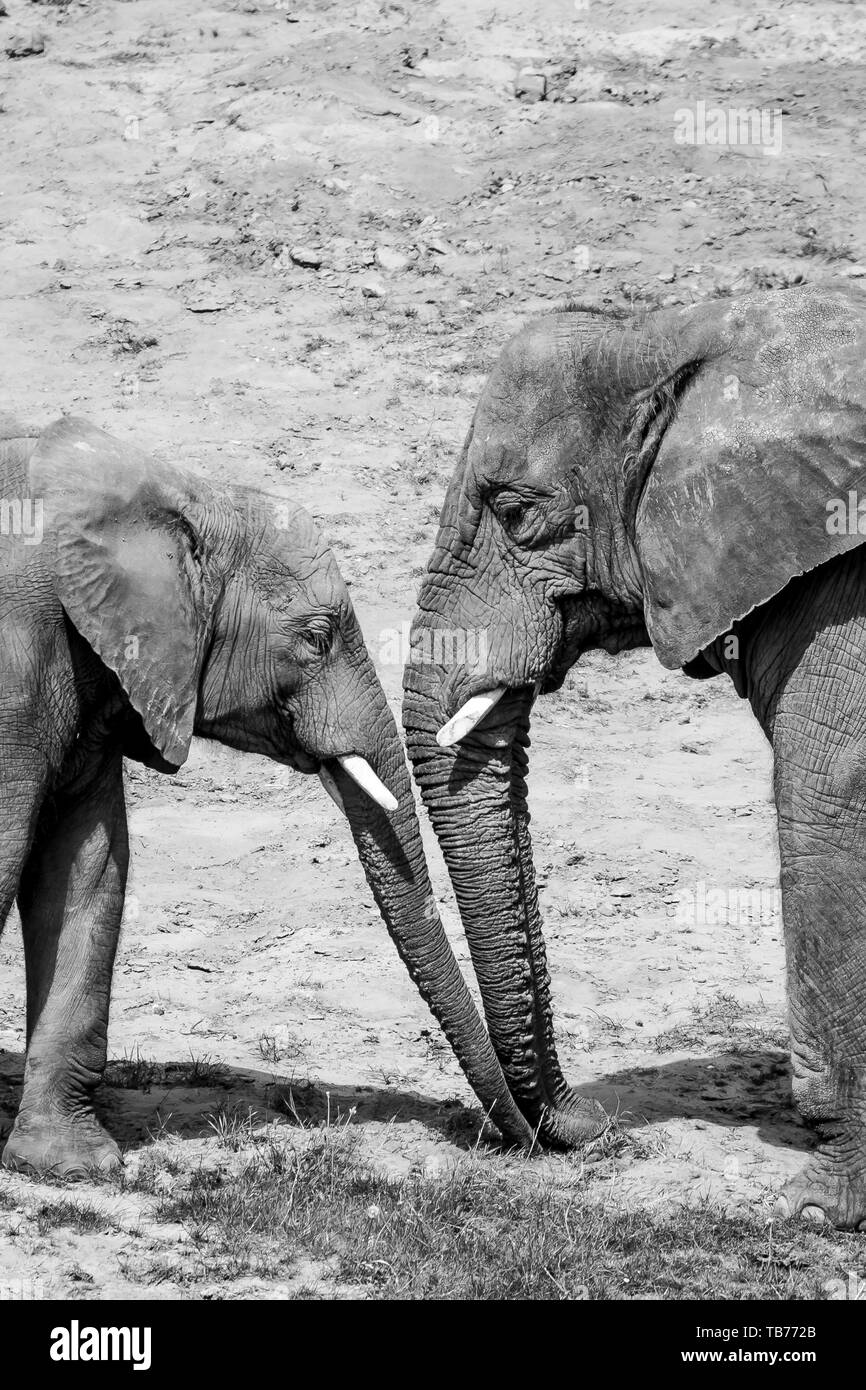 Schwarze und weiße Tier Fotografie: Close-up Seitenansicht von zwei afrikanischen Elefanten (Loxodonta) Kuh & Kalb, Mutter/Baby, Trunks zusammen. Stockfoto