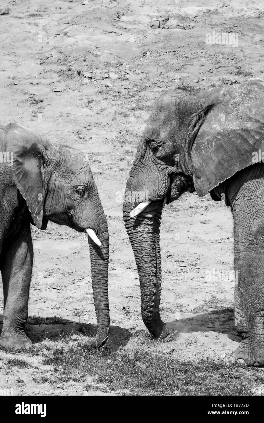 Schwarz-Weiß-Tierfotografie: Nahansicht zweier afrikanischer Elefanten zusammen (Loxodonta) Kuh & Kalb, Mutter/Baby, einander zugewandte Traufen. Stockfoto