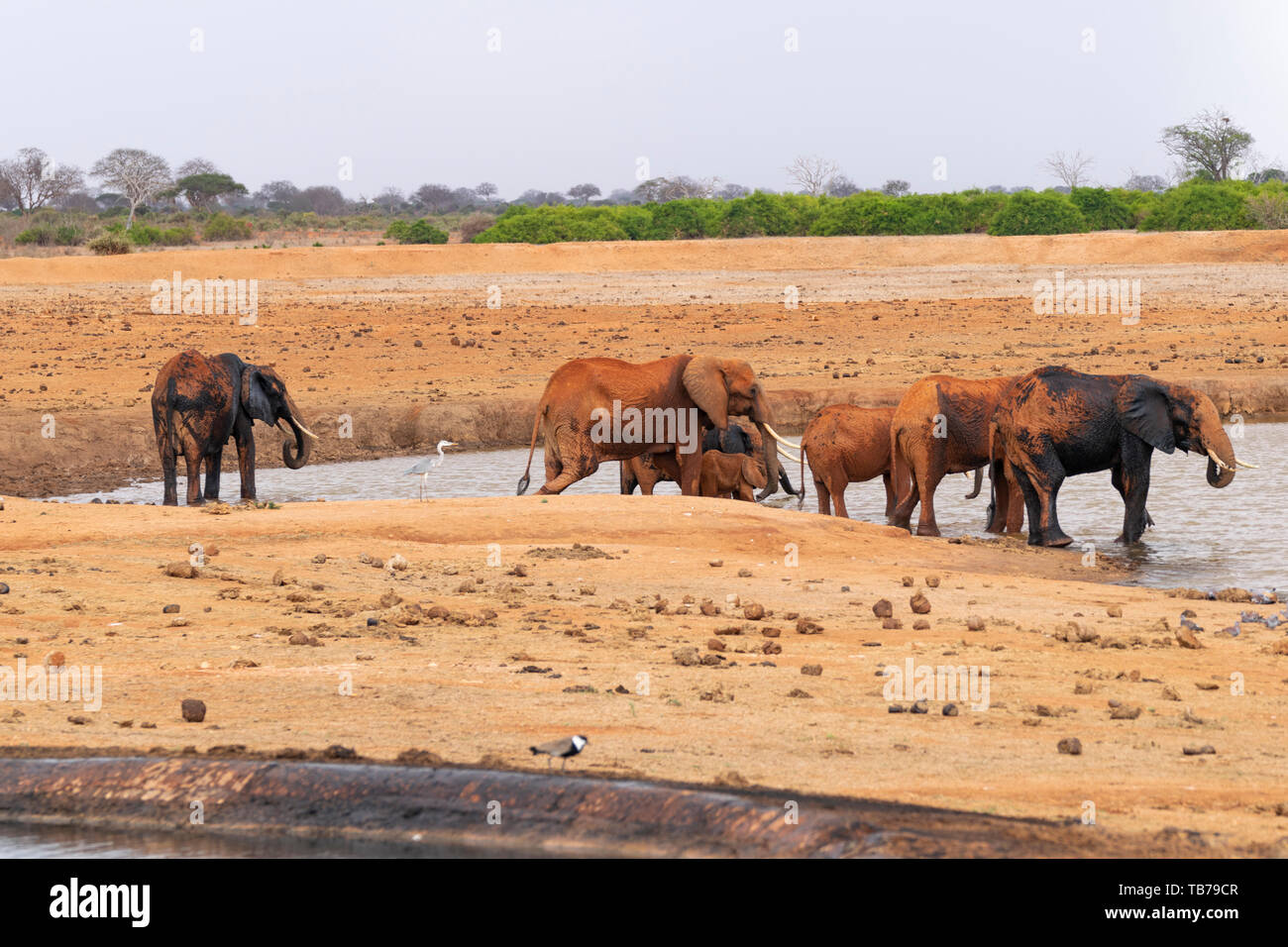 Takin Gruppe von viele Elefanten ein Schlammbad in der afrikanischen Savanne. Szene in Tsavo Ost Nationalpark, Kenia. Stockfoto