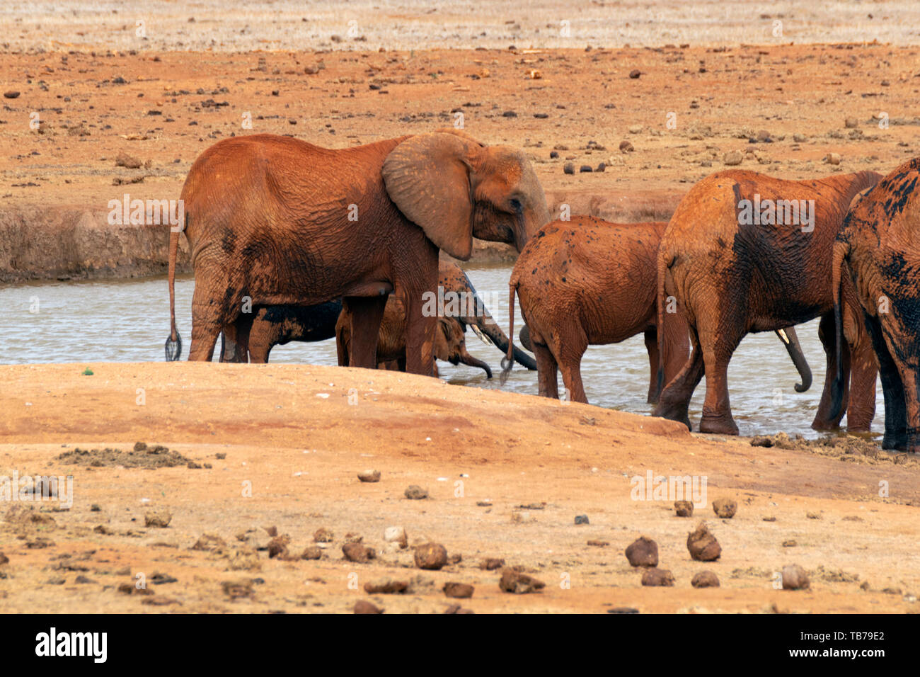 Takin Gruppe von viele Elefanten ein Schlammbad in der afrikanischen Savanne. Szene in Tsavo Ost Nationalpark, Kenia. Stockfoto