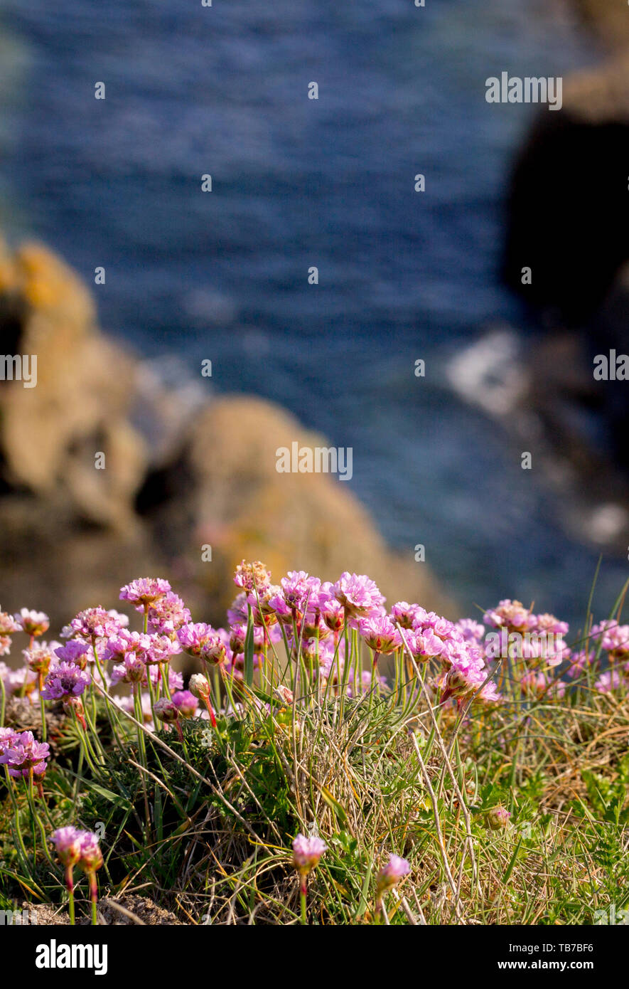 Foto der Landschaft mit blühender Wiese mit Meeresgrund. Knoblauchblüten. Rosa Blumen Wiese. Stockfoto