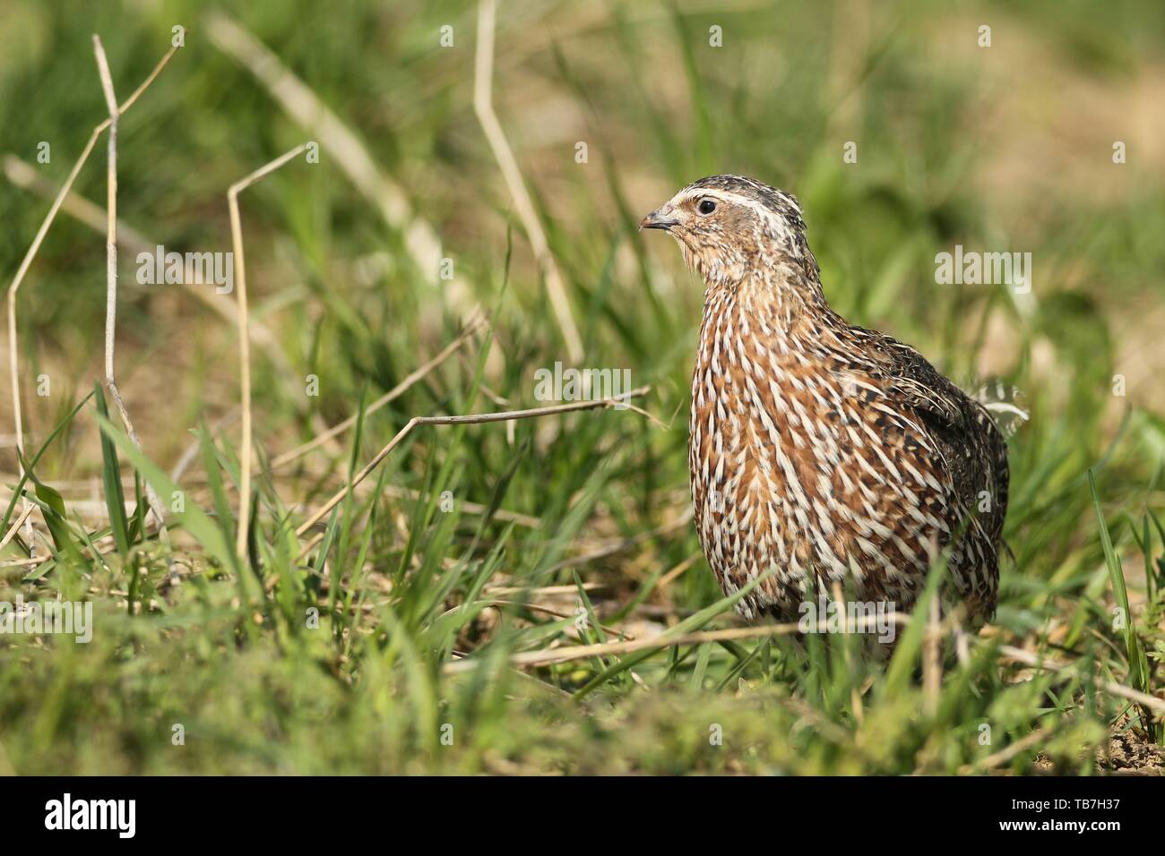 Gemeinsame Wachtel (Coturnix coturnix) im Feld, Lower Austria, Austria Stockfoto