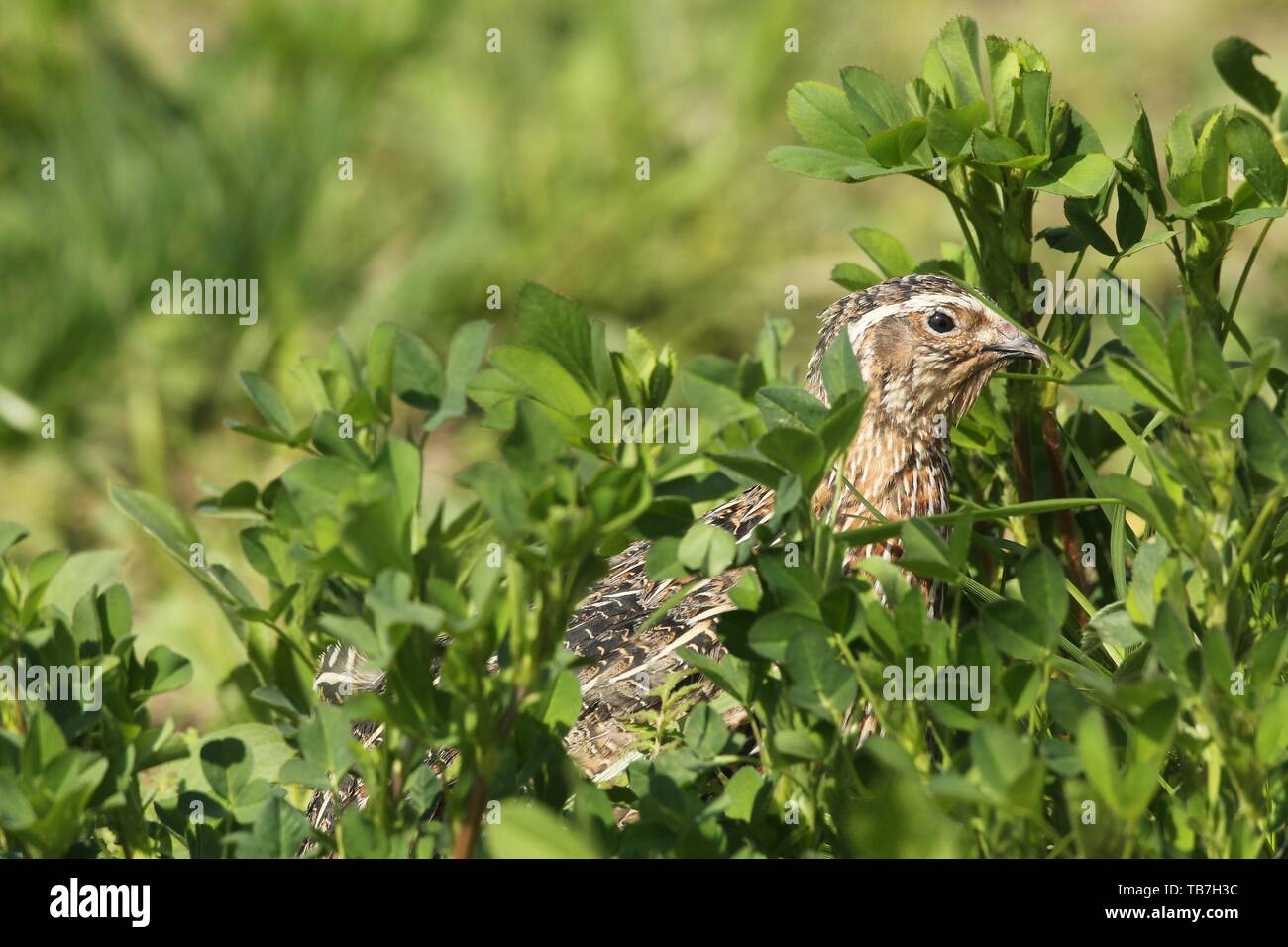 Gemeinsame Wachtel (Coturnix coturnix) im Feld, Lower Austria, Austria Stockfoto