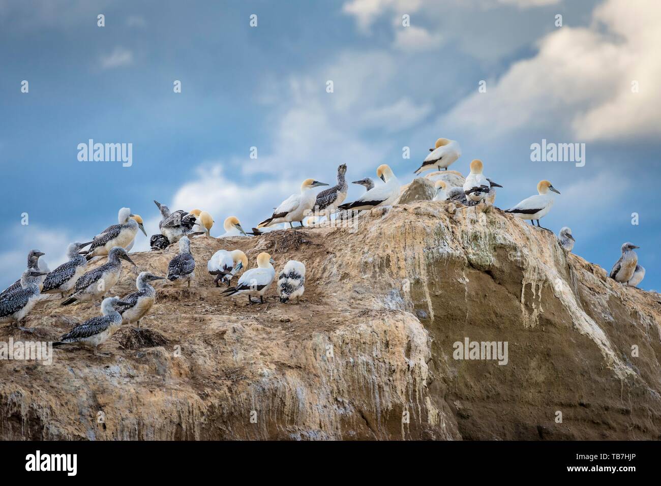 Australasian Gannet (Morus serrator) auf Felsen, tölpel Kolonie Kap-entführer, Hawke's Bay, Hastings, North Island, Neuseeland Stockfoto