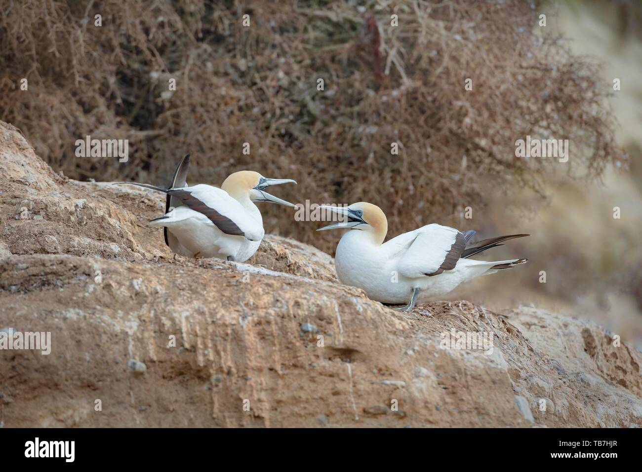 Australasian Gannet (Morus serrator) auf Felsen, tölpel Kolonie Kap-entführer, Hawke's Bay, Hastings, North Island, Neuseeland Stockfoto