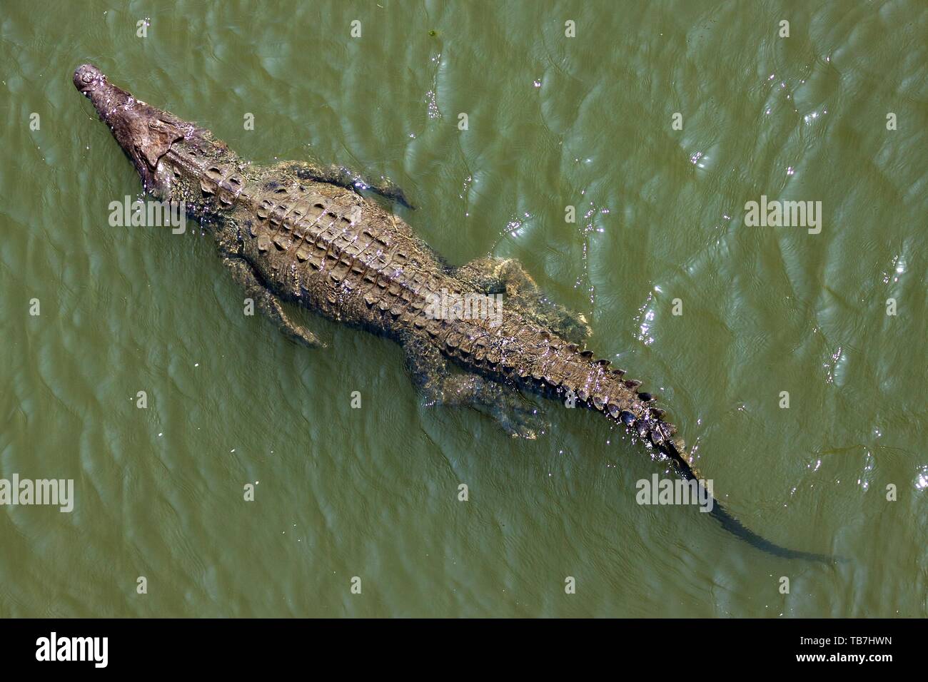 Spitzkrokodil (Crocodylus acutus) schwimmt im Wasser, von oben, Rio Tarcoles, Carara Nationalpark, Provinz Puntarenas, Costa Rica Stockfoto