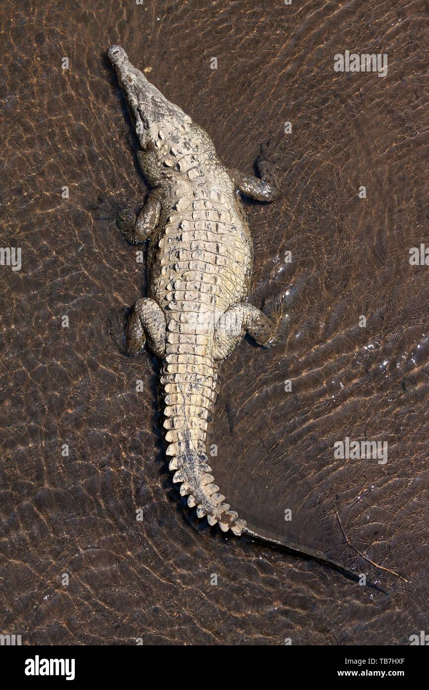Spitzkrokodil (Crocodylus acutus) liegt im Wasser, von oben, Rio Tarcoles, Carara Nationalpark, Provinz Puntarenas, Costa Rica Stockfoto