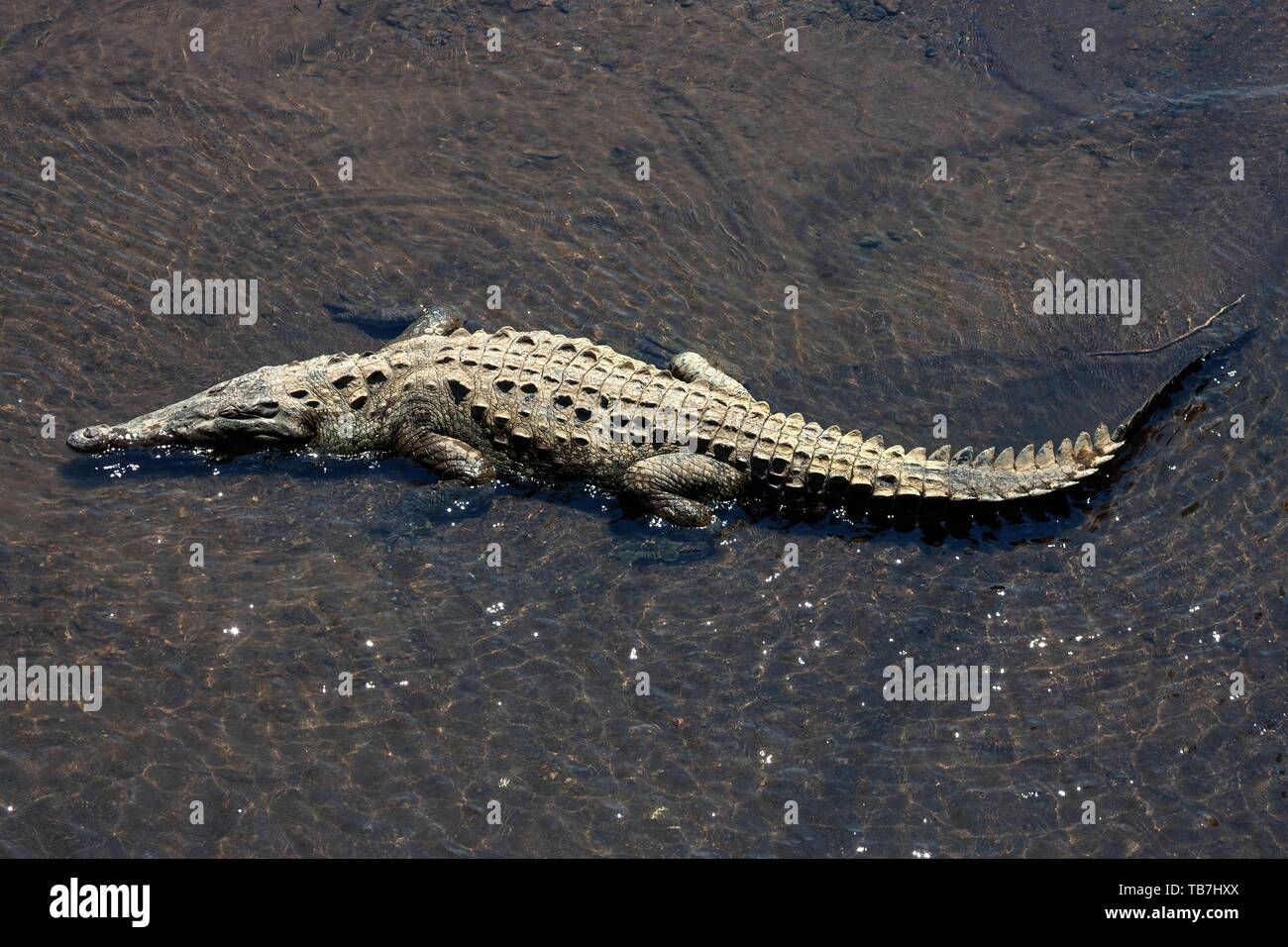 Spitzkrokodil (Crocodylus acutus) liegt im Wasser, im Rio Tarcoles, Carara Nationalpark, Provinz Puntarenas, Costa Rica Stockfoto