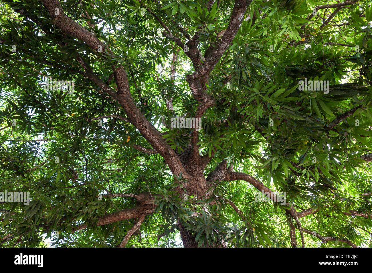 Mangobaum (Mangifera indica), Costa Rica Stockfoto