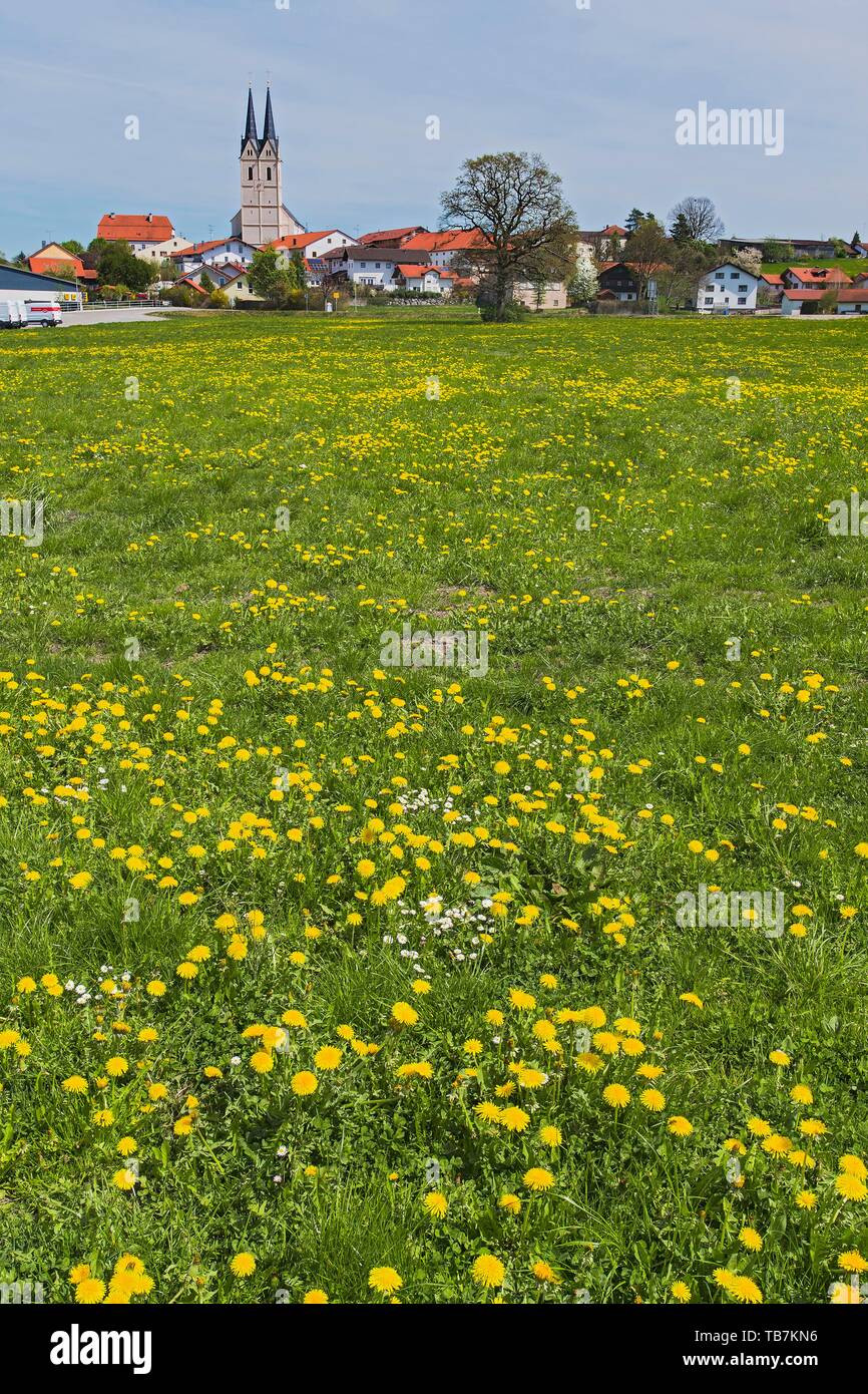 Frühlingswiese mit gewöhnlicher Löwenzahn (Taraxacum sect Ruderalia) in der Nähe von Tuntenhausen, Oberbayern, Bayern, Deutschland Stockfoto