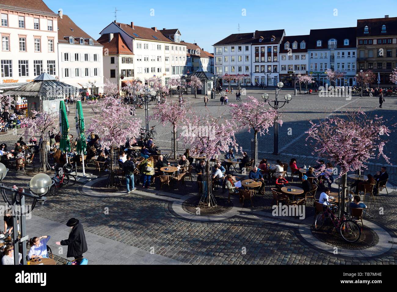 Marktplatz mit blühenden Mandelbäumen, Landau in der Pfalz Deutsche Weinstraße, Rheinland-Pfalz, Deutschland Stockfoto