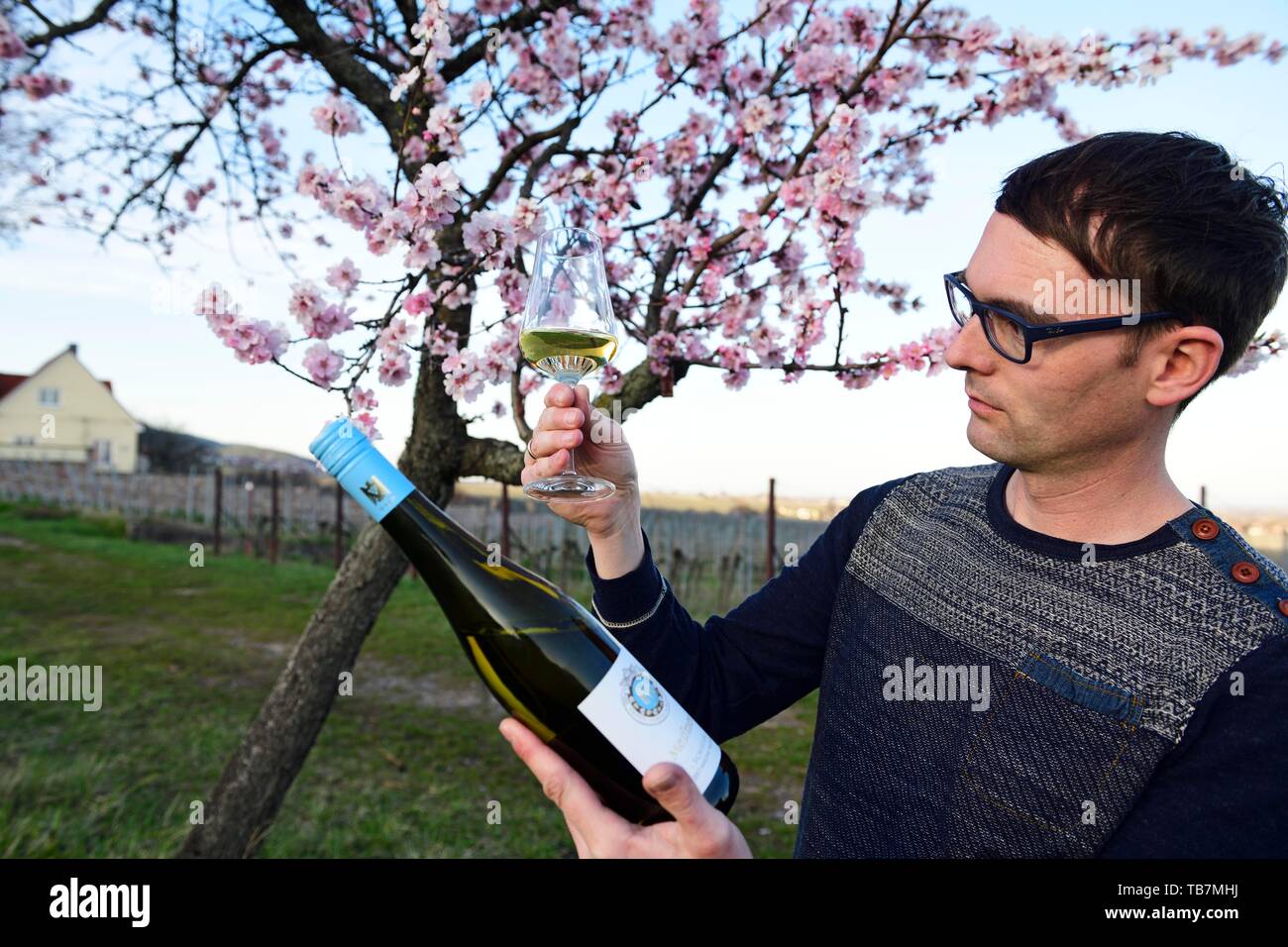 Weinkenner Tests weißen Wein vor einem blühenden Mandelbaum, Burrweiler, Pfalz Mandel Trail, Deutsche Weinstraße, Rheinland-Pfalz Stockfoto