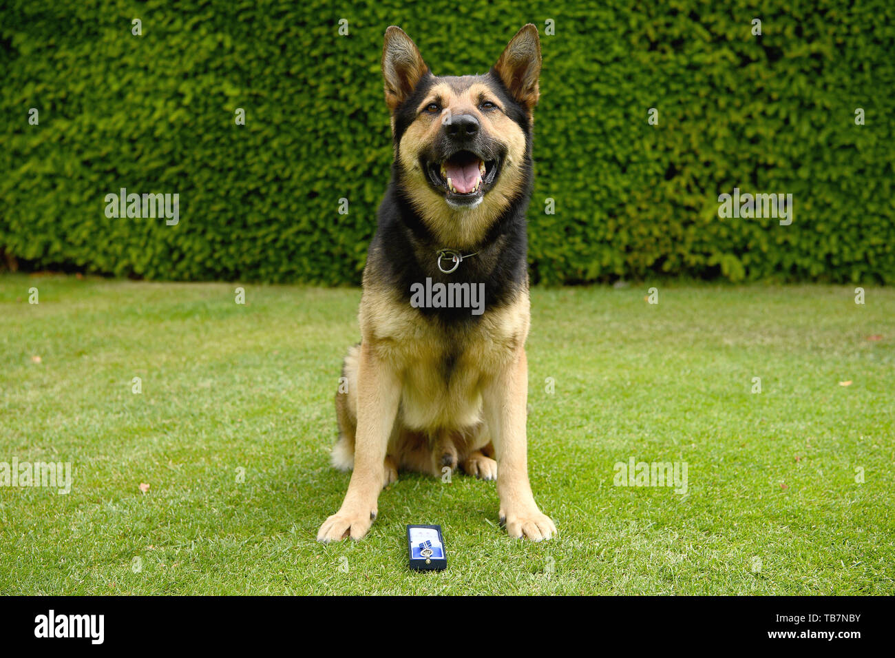 Polizei hund Marci an der Honourable Artillery Company in London, die die PDSA Verdienstordens. Neunzehn Helden Polizei Hunde sind eine Auszeichnung für die Hilfe Notdienste während der 2017 London Terroranschläge auf die Westminster Bridge, London Bridge und Borough Market. Stockfoto