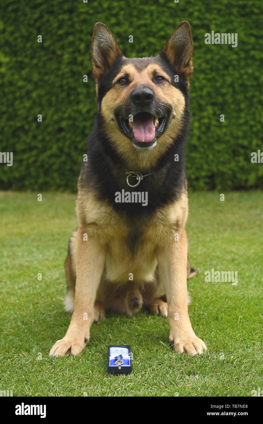 Polizei hund Marci an der Honourable Artillery Company in London, die die PDSA Verdienstordens. Neunzehn Helden Polizei Hunde sind eine Auszeichnung für die Hilfe Notdienste während der 2017 London Terroranschläge auf die Westminster Bridge, London Bridge und Borough Market. Stockfoto