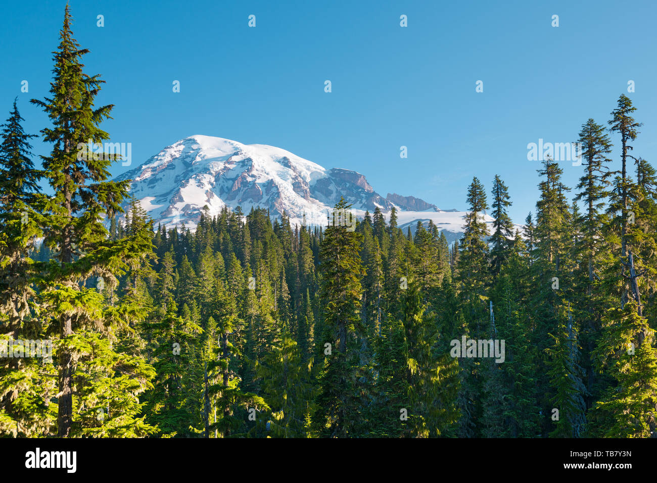 Wald und Mount Rainier im Mount Rainier National Park, Washington State, USA Stockfoto