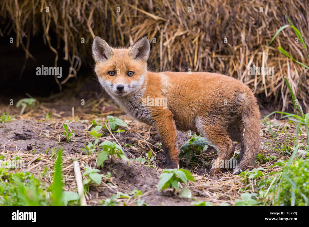 Natürliche close-up Cute Baby Red Fox Cub (vulpes) Stockfoto