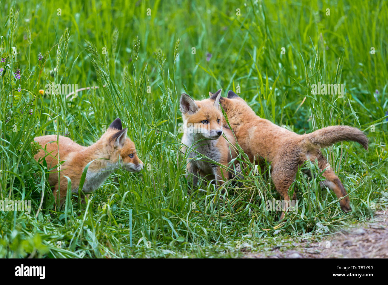 Drei junge Rote Füchse (vulpes) spielen in natürlichen, grünen Gras Stockfoto