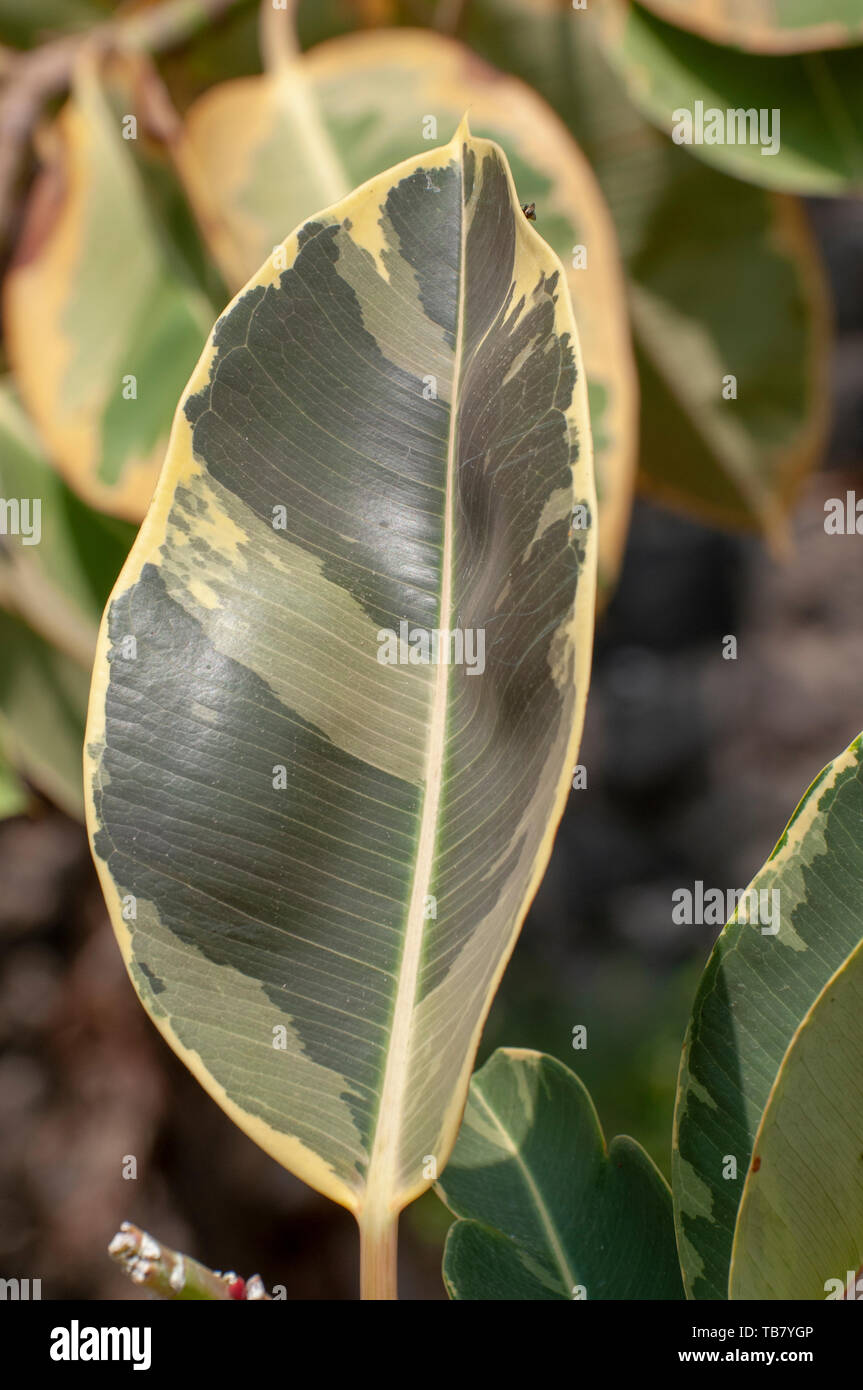 monstera adansonii standort Monstera Monkey Leaf