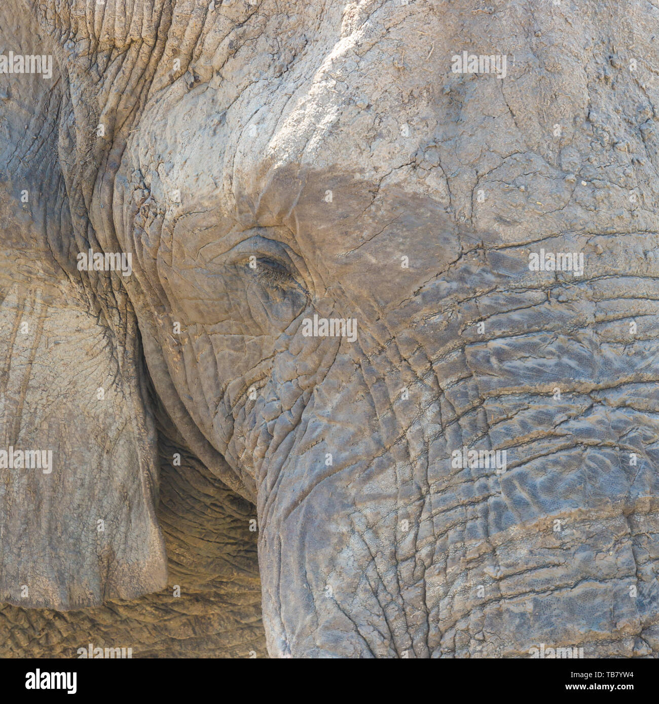 Detaillierte Nahaufnahmen natürlicher Afrikanischer Elefant (loxodonta Africana), Falten Stockfoto